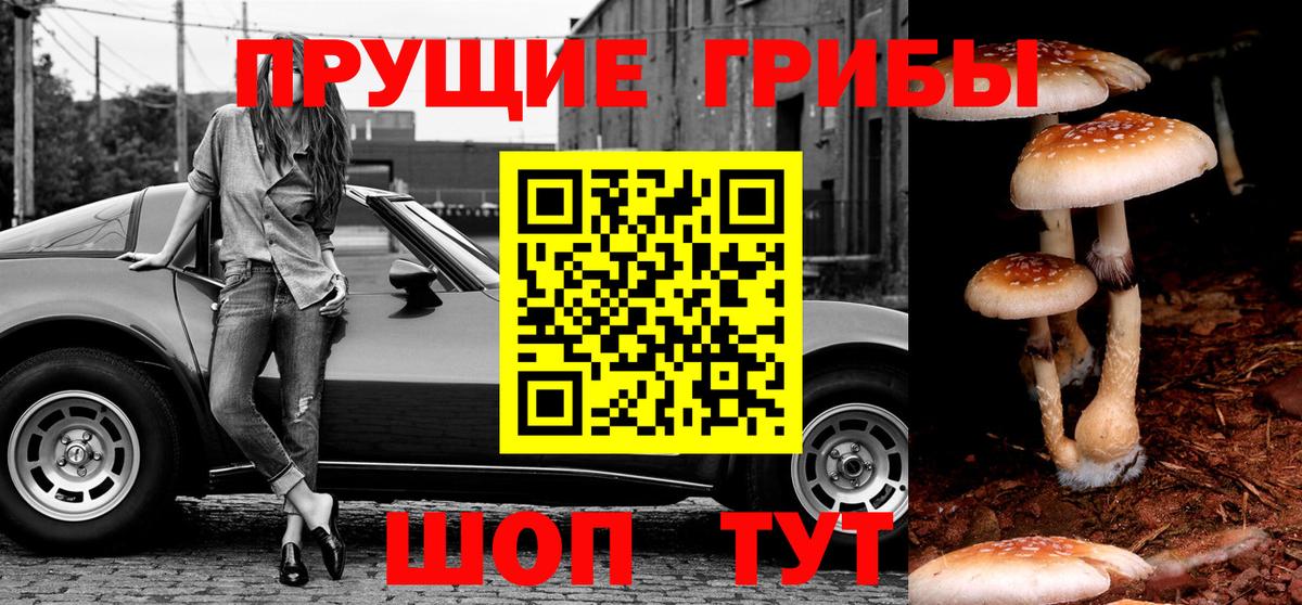 Галлюциногенные грибы Psilocybe Туапсе